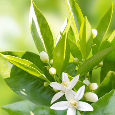 Neroli Cleansing Cream-Foam, 200ml