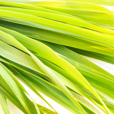 Wild Lemongrass Shower and Hand Wash Gel, 300ml