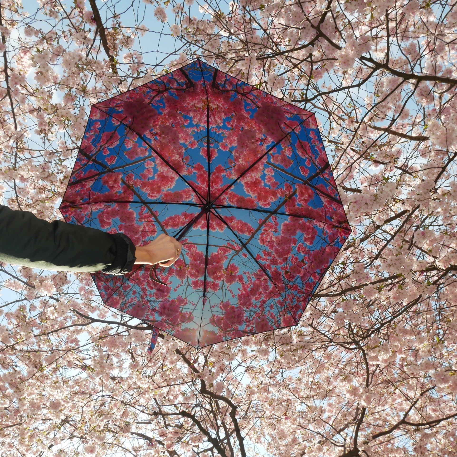 Cherry Blossom Umbrella – Elegance, Windproof & UPF50+