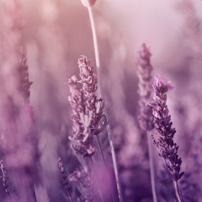 Natural Body Care Gift Set “Enchanting Lavender”