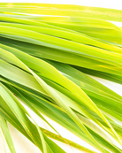 Wild Lemongrass Shower and Hand Wash Gel, 300ml